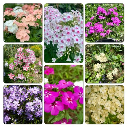 Phlox de alfombra - flox subulata balcón de jardín 350semillas