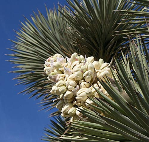 50 Exotic semi Joshua Tree! Yucca brevifolia, baccata VAR. a, Freddo Hardy