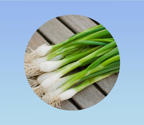 graines ciboule commune 0,2 gramme soit environ 100 graines - allium fistulosum