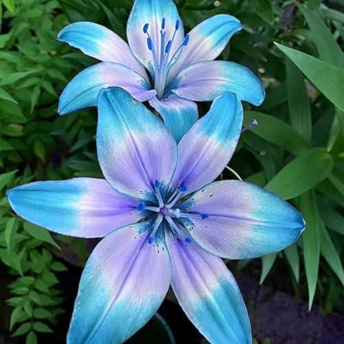 Lily Bulbs.Strong Plants That Grow Well Mix Golden Jade Carving Feels Beautiful.NVNJHJN.-6 Bulbs-C