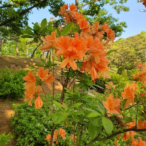 semillas de rododendro, semillas de azalea, resistentes para el jardín de balcón resistentes 150pcs