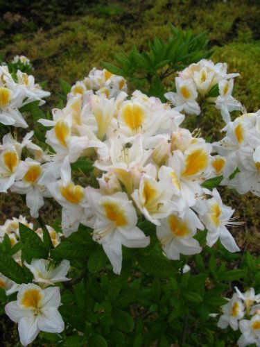 weiß gelbe Garten Azalee Rhodendron luteum Persil 50-60 cm hoch im 5 Liter Pflanzcontainer