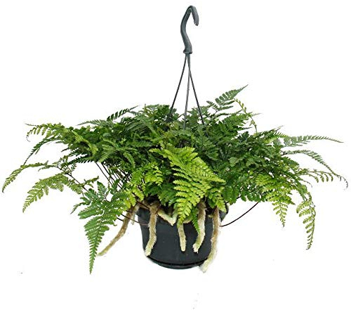 Tarentule, fougère oiseau, fougère araignée, Humata tyermannii, Davallia, plante d'intérieur, pot à feu tricolore de 14 cm à suspendre