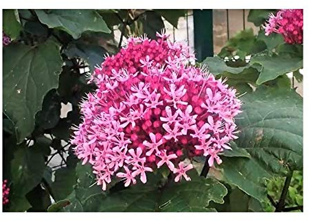 Pcs - 10x Clerodendron Bungei Arbuste Losbaum Jardin Plantes - Graines B253 - Seeds & Plants Shop by Ipsa