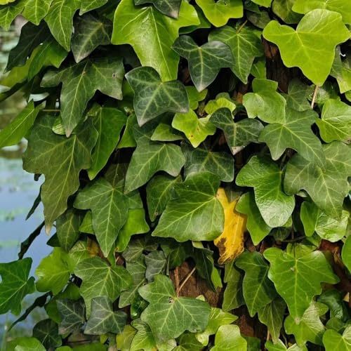 efeu winterhart bonsai indoor hydrokultur balkondeko schnellwachsende garden, stauden pflanzensamen schattenpflanzen balkonpflanzen kletterpflanzen hängetopf 30samen