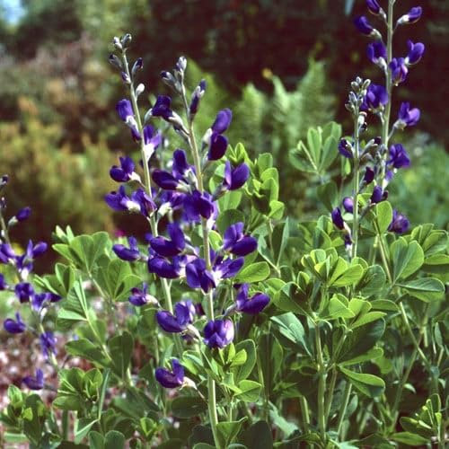 Plant World Seeds - Baptisia Australis Seeds (Perennial Flower Seeds)
