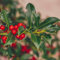 10 SEMI DI AGRIFOGLIO '' ILEX AQUIFOLIUM''