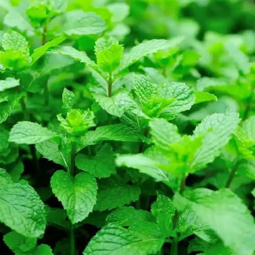 semillas de menta verde - productos sostenibles balcón cocina resistentes en jardín silvestres variedades antiguas menta 500pcs