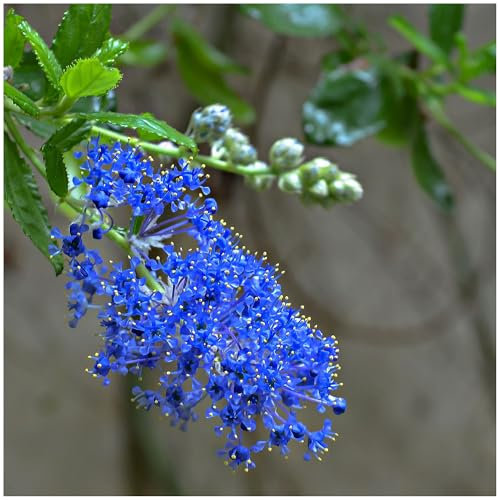 Ceanothus Italian Skies in 2L Pot, Lovely Deep Blue Flowers 3fatpigs®