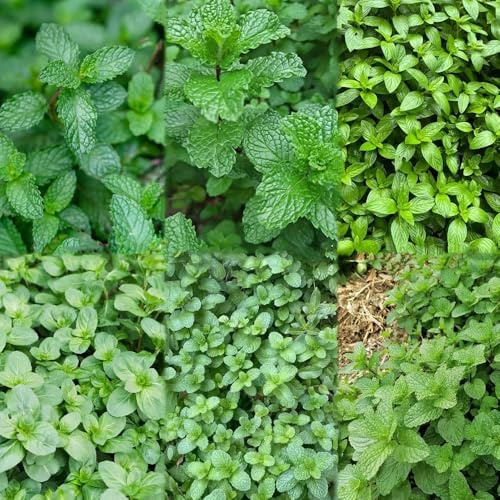 500 piezas semillas de menta perenne resistente - en resistentes, de menta, semillas resistentes al exterior,