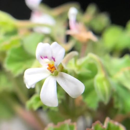 gerani profumati, da appartamento semi biologici di selvatici primaverili geranio limone decorazioni da giardino per esterni di un giardino medicinali esotiche 225semi