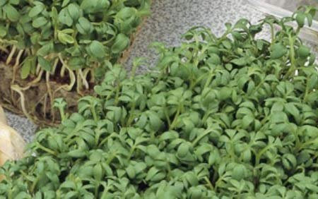 Pezzi - 150x Ecologica Seme Crescione da Giardino Semplice - Verdure KS533 - Seeds & Plants Shop by Ipsa