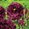 Peonia arbustiva Peaonia Suffruticosa Black pianta arborea in vaso ø18 cm Vivaio di Castelletto