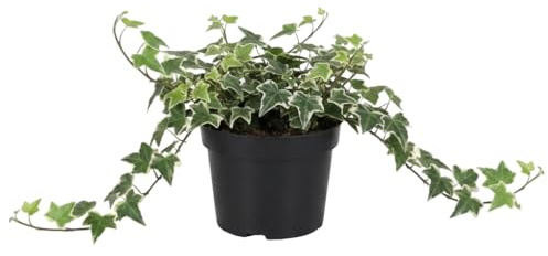 Hedera Helix Variegata Hiedra Variegata para Regalo Vegetal DECOALIVE Planta Natural Maceta 13 cm Diámetro Altura 25 cm