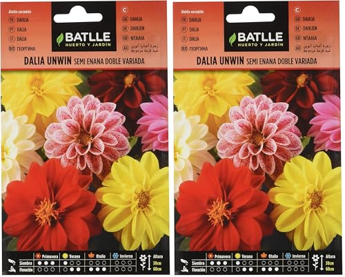 Batlle Dahlia Unwin (Lot de 2)