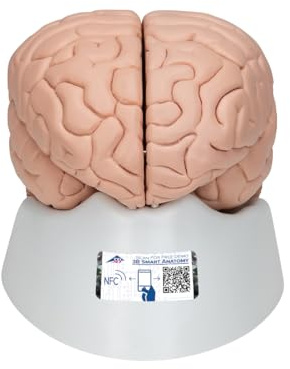 3B Scientific Menschliche Anatomie - Gehirnmodell, 8-teilig + kostenloser Anatomiesoftware - 3B Smart Anatomy, C17