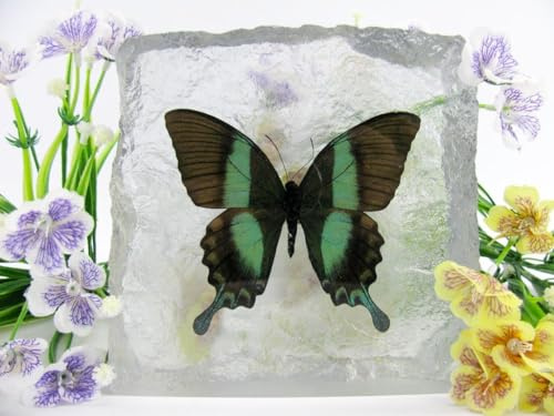 In Kunstharz gegossene Schmetterlinge, Insekten, Skorpione und mehr. Briefbeschwerer, Icemountain, nicht scharfkantig (Schmetterling 26)