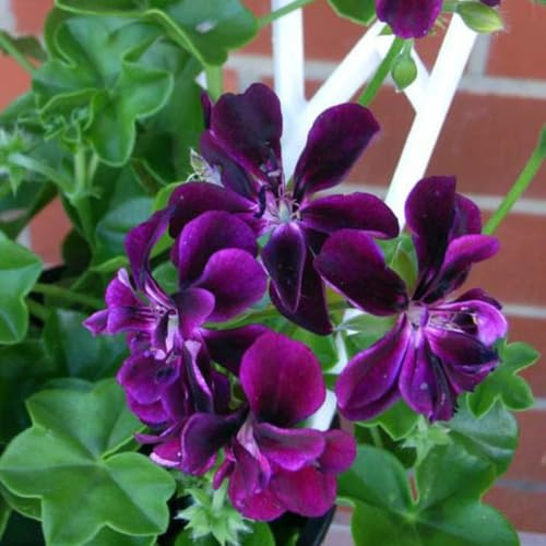 50 semi di geranio viola
