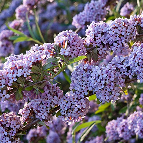 Buddleja Alternifolia - Arbusto de mariposa con hojas alternas (40 – 60 cm)