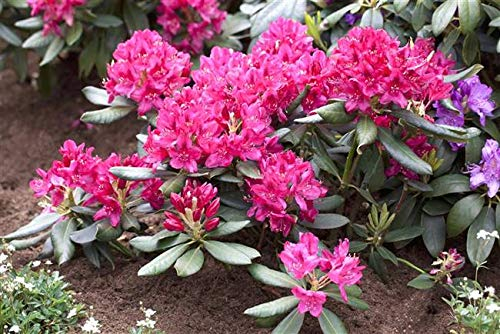 Rhododendron 'Nova Zembla' 30–40 cm – Winterhart, Immergrün, Mehrjährig – Alpenrose – Zierstrauch für Garten & Kübel
