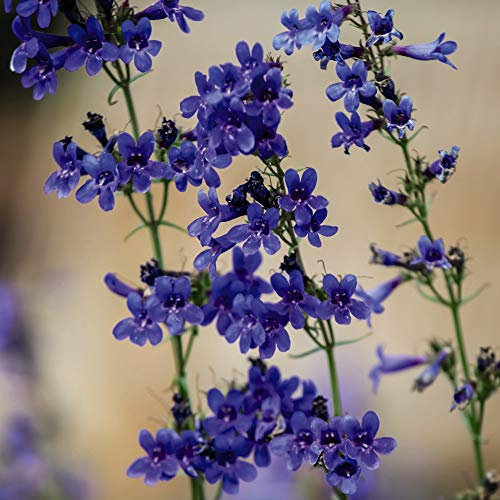 Penstemon heterophyllus 'True Blue' Hardy Perennial Flowers Summer Flowering Garden Plants Grow Your Own 1 x Seed Packet (40 Seeds) Penstemon heterophyllus 'True Blue' by Thompson and Morgan
