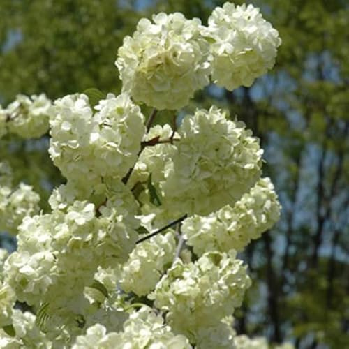 Snöboll – Viburnum plicatum Grandiflorum 40–60 C –