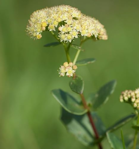 Große Fetthenne Seduction Yellow Delicat - Sedum telephium - lebende Gartenpflanze aus den Baumschulen