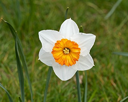Narcissus/Daffodil Bulbs 'Professor Einstein' Pack 5
