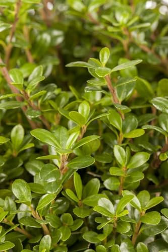 Ilex crenata 'Glorie Gem' 80-100 x 125-150 - Japanische Stechpalme, immergrün, ideal für Hecken und Formschnitt, winterhart, pflegeleicht