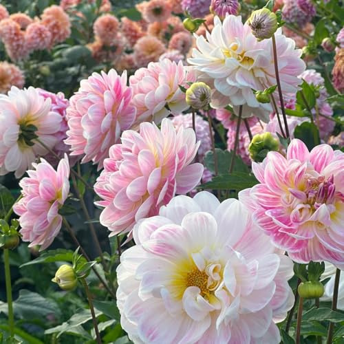 Tuberi di dalia, resistente, decorazioni da giardino per esterni, in vaso esotiche 2pcs