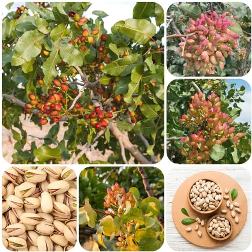 PistazienbaumSamen, Pistacia vera, topfpflanzen draußen winterhart pflanzensamen gartenpflanzen alte sorten stauden winterhart mehrjährig 45pcs
