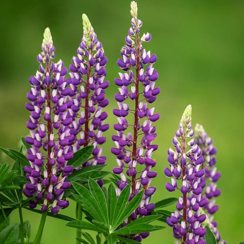 Lupin Blue Seeds – Easy to Grow – Hardy Perennial – Ideal for Kids – for Your Beautiful Garden