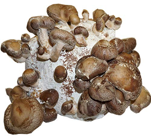 Hawlik Pilzbrut - 3 KG BIO Shiitake Kultur zum selber züchten XXL – kinderleicht Shiitake Pilze anbauen und ernten – komplettes Pilzzuchtset – fertige Pilzkultur für zuhause