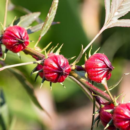 Hibiscus sabdariffa - semillas siembra otoño, decoración resistente 30pcs