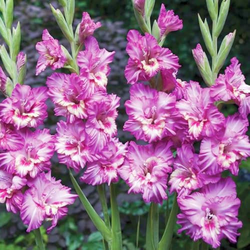 Gladiolus Plant for Planting Gladiolus Bulbs UK(Plant Bulbs,Wedding Flowers)