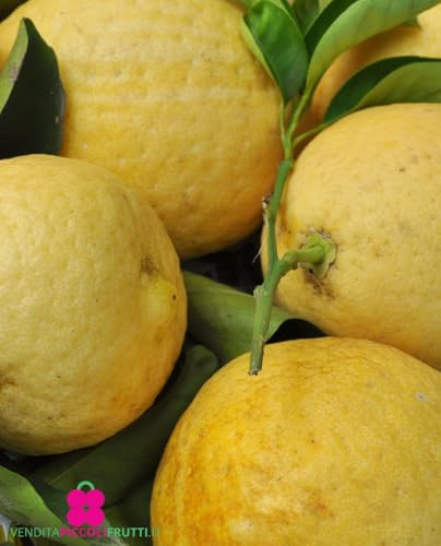 Pianta di LIPO o Limone Gigante Citrus Limon x Paradisi - in vaso: Ø 22 cm - H. 60/70 cm