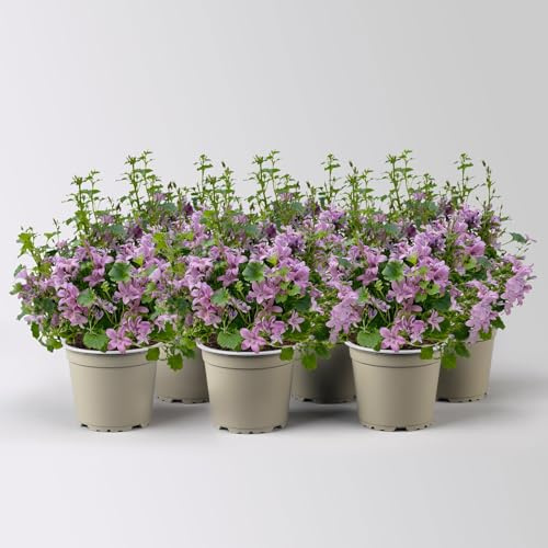 Campanula 'Ambella® Pink' rosa, Topf-Ø 12 cm, 3 Pflanzen