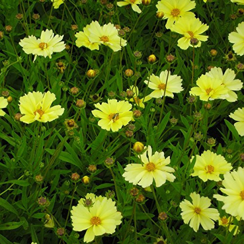 Blumixx Stauden Coreopsis 'Full Moon'® – Mädchenauge, gelb blühend, winterharte Staude, langblühend, für Garten