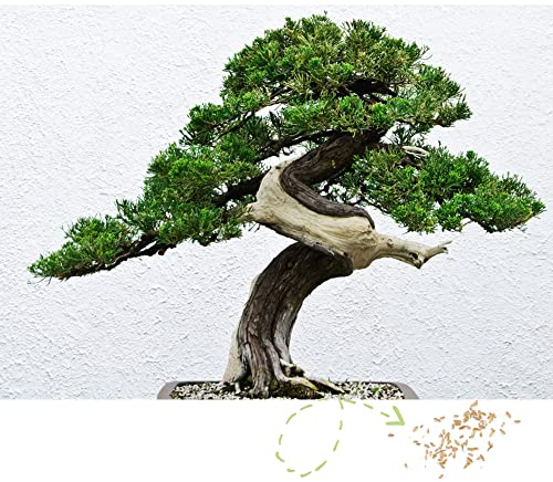Exotische Bonsai Samen mit hoher Keimrate - Pflanzen Samen Set für deinen eigenen Bonsai Baum (1x Australische Kiefer)
