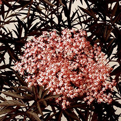 Schwarzer Holunder 'Eva' - Sambucus Nigra Black Lace ('Eva') - 40-50 cm Topf - Tief geschlitztes, dunkles Laub