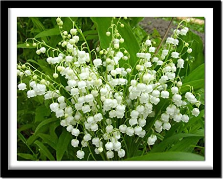 Full Drill DIY 5D Diamond Painting Kits for Adults, Diamond Art Kit for Kids, White Campanula Flower (8x10in) Diamond Painting by Numbers Kit Rhinestone Embroidery Crafts for Home Wall Decor 20x25cm