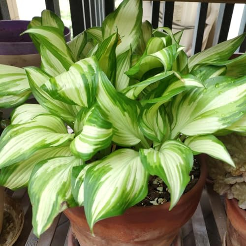 semi di hosta resistenti - decorazione biologici tappezzante rari 35pcs