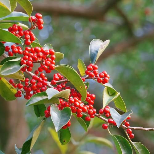 semillas de Stechpalme, semillas de interior Ilex chinensis, arbustos resistentes Las de balcón 10pcs