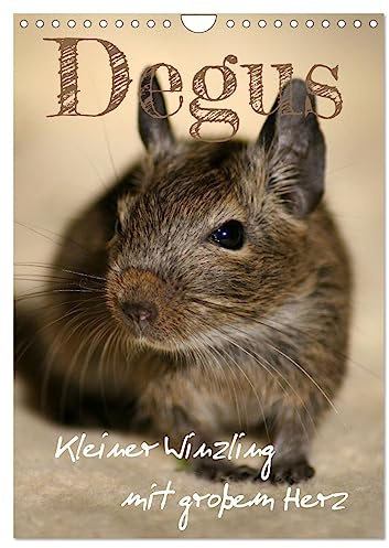 Degus - Winzlinge mit großem Herz (Wandkalender 2026 DIN A4 hoch), CALVENDO Monatskalender: Degus sind wunderbare Haustiere (CALVENDO Tiere)