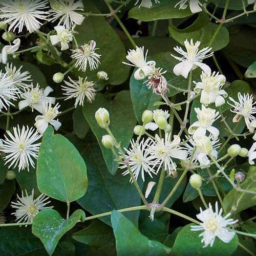 Plant World Seeds - Clematis Vitalba Seeds (Climber Seeds)