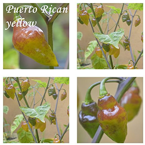 Puerto Rican yellow -25 Chili Samen - scharfes,fruchtiges Aroma !
