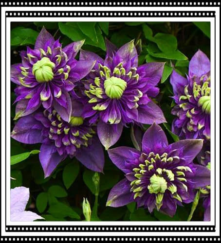 Resistente al frío - - Raíz de clemátide- Decoración paisajística de terraza de jardín-vertical - / [CXXFGFT].-10 Bulbos-E