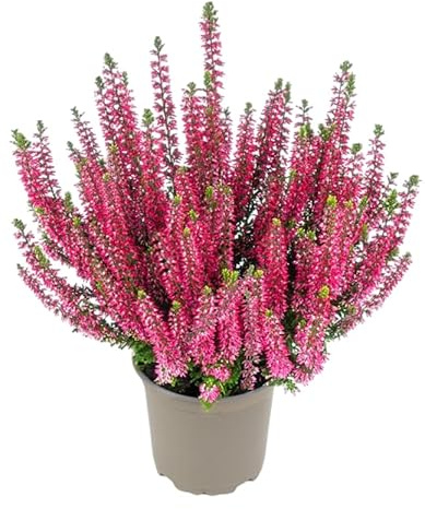 DECOALIVE Planta Natural de Calluna – Brezo Vivo para Decoración Interior y Exterior