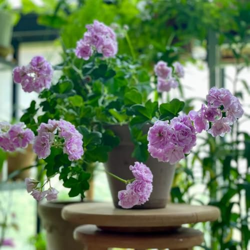 geranio - de mariposas extraño orgánico otoño jardín exótico en 450semillas