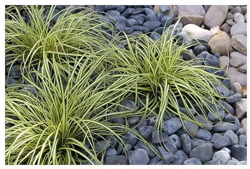 Stauden Gänge 1 x Carex oshimensis 'Evergold' Japan-Segge winterhart | Immergrüne Segge mit goldgelb gestreiftem Laub für Halbschatten, mehrjährig, pflegeleicht, Bodendecker, 1 L Topf (11x11 cm)